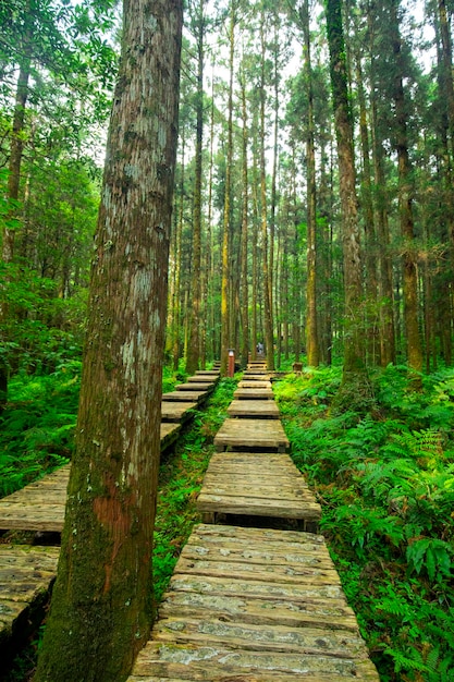 Houten pad in het bos voor klimmers om veilig te lopen