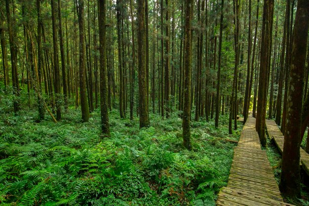 Houten pad in het bos voor klimmers om veilig te lopen