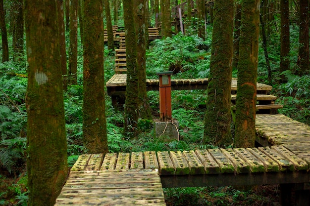 Houten pad in het bos voor klimmers om veilig te lopen