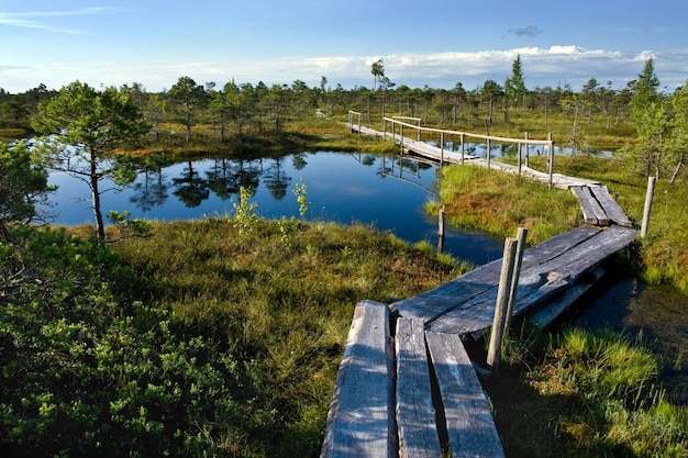 Houten pad in moeras