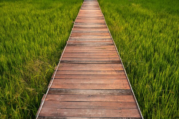 Houten pad op groene rijstvelden die op het platteland groeien