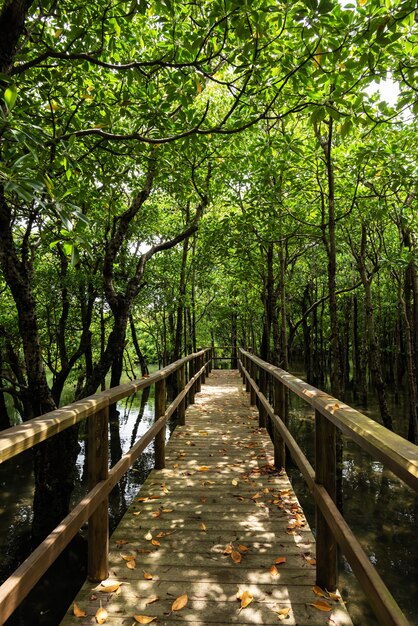 Houten pad vol droge bladeren op de grond in het midden van weelderig mangrovebos. Iriomote eiland.