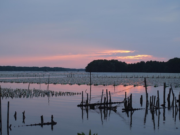 Houten palen in de zee tegen de hemel tijdens de zonsondergang