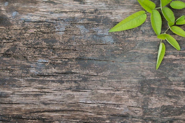 Houten paneel textuur voor achtergrond met groen roosblad