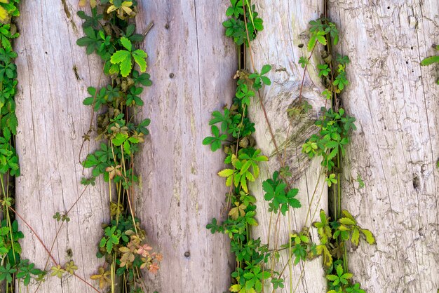 Houten planken hek met takken van wilde druiven