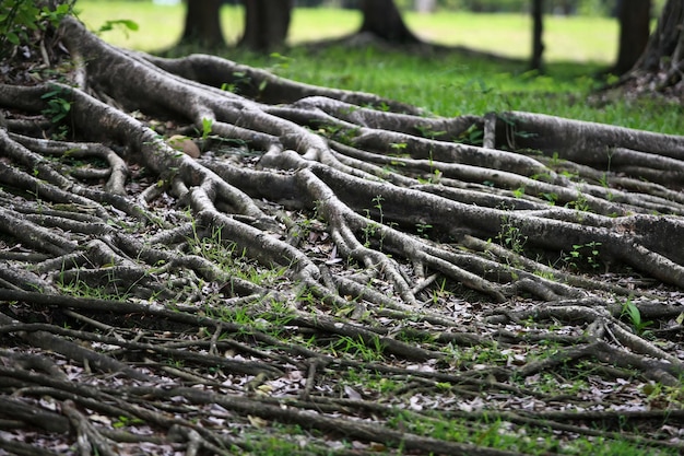 Houten schors in de tuin, close-up textuur