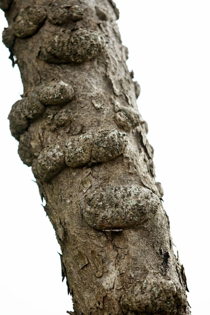 Houten schors in de tuin, close-up textuur