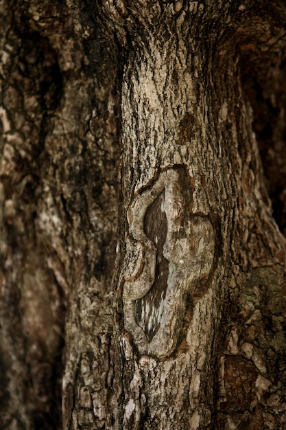 Houten schors in de tuin Close-up textuur