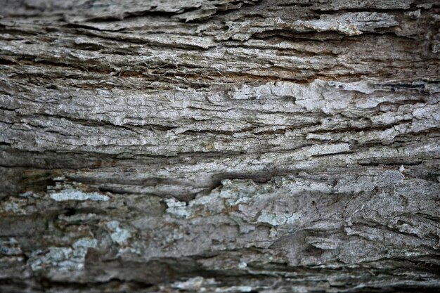 Houten schors in de tuin Close-up textuur