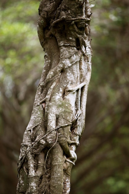 Houten schors in de tuin Close-up textuur