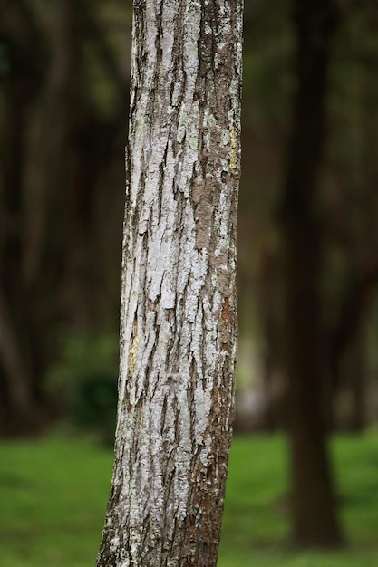 Houten schors in de tuin Close-up Textuur