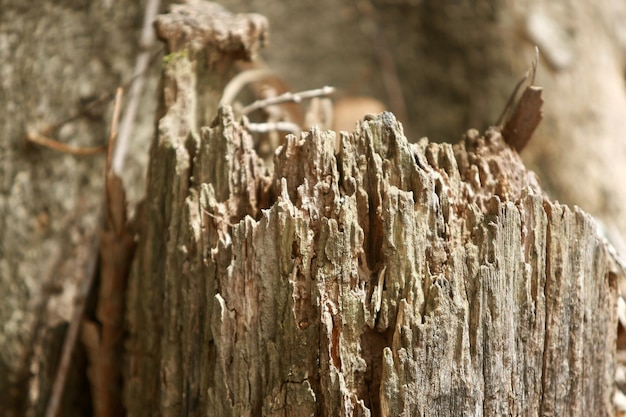 Foto houten schors in de tuin close-up textuur