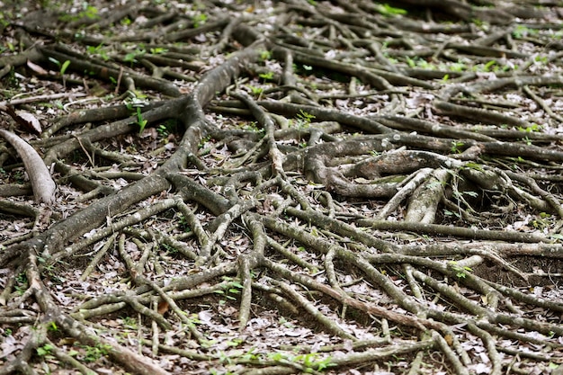 Houten schors in de tuin close-up textuur