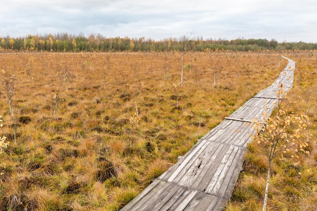 Houten vloeren in Wild Swamp. Nationaal Park Yelnya, Wit-Rusland