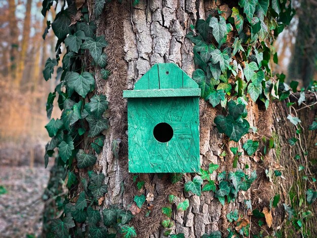 Foto houten vogelhuis in het bos