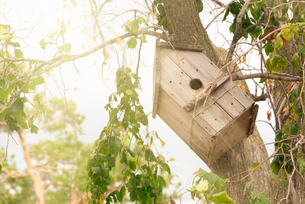 Houten vogelhuisje in een boom in het zonlicht