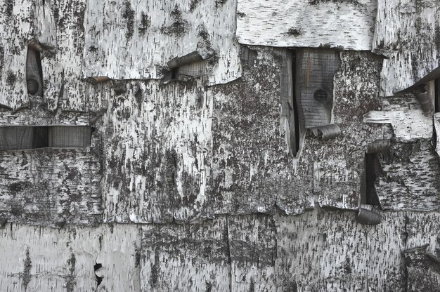 Houten wand bedekt met berkenschors. Zwart-witte textuur van berkenschors