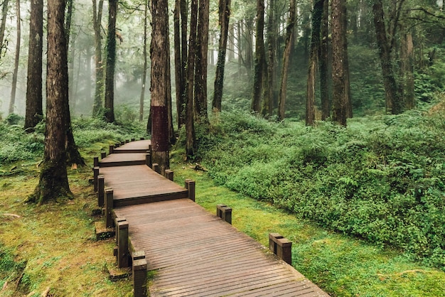 Houten wandelpad dat leidt naar ceder- en cipressen in het bos met mist