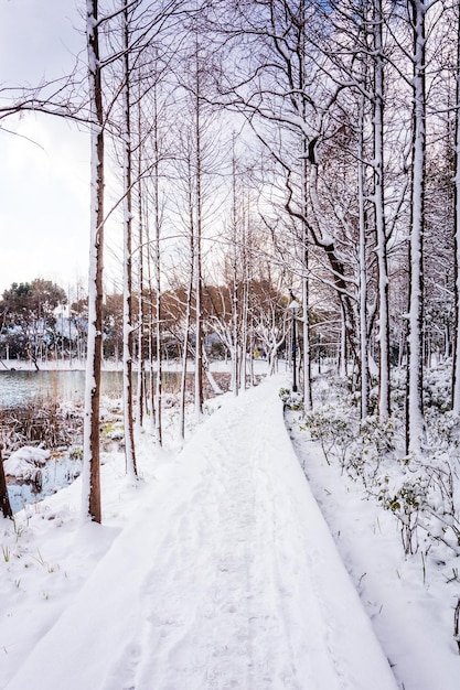 Houten wandelpad in winterpark