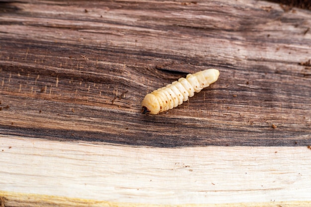 Houthakkerskever of barbeelkeverlarve op houtoppervlak Insectenplagen van hout