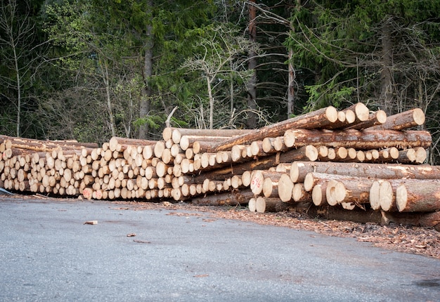 Houtstapel in het bos om te drogen voor gebruik als brandhout