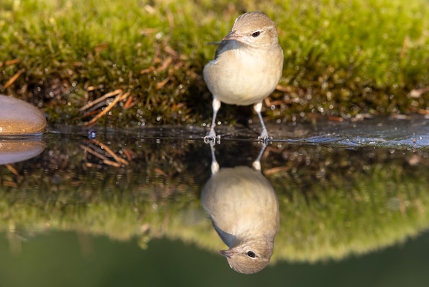 Houtzanger phylloscopus sibilatrix een mooie vogel zwemt en kijkt naar de weerspiegeling in het water