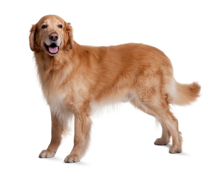 Foto hovawart hond met 7 jaar oud. geïsoleerd hondportret