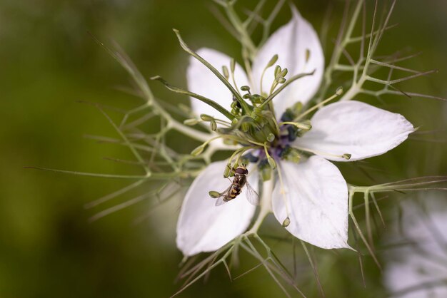 Foto volare su una nigella damascena bianca