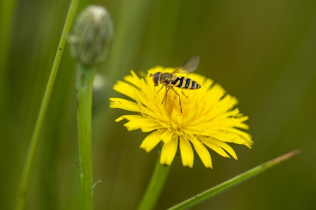 Hoverflies on dandelion flower