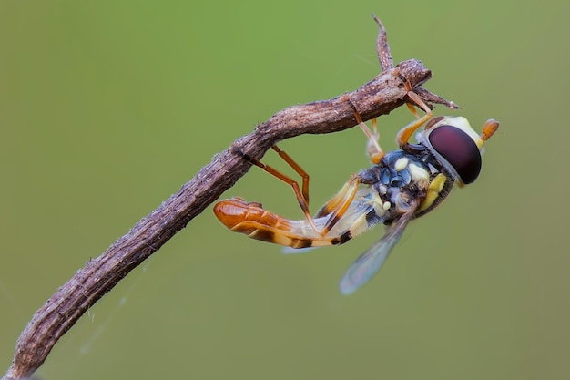 hoverflies on twigs