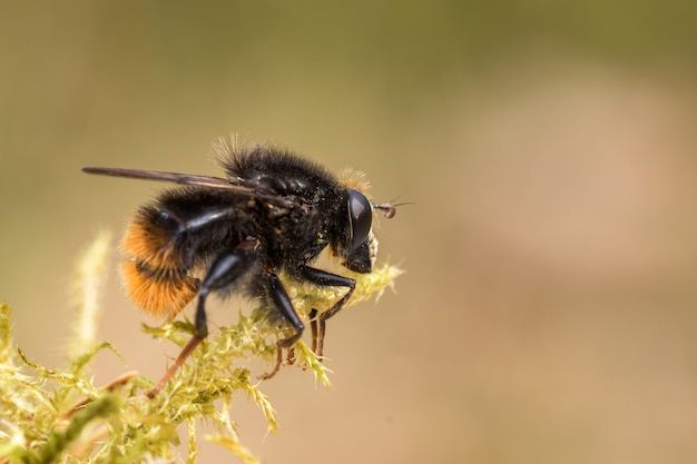 ハナアブ、Criorhina ranuculi、男性、緑の苔の上に座って