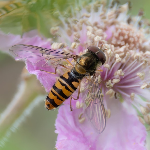 Hoverfly feeding on wildflower nectar