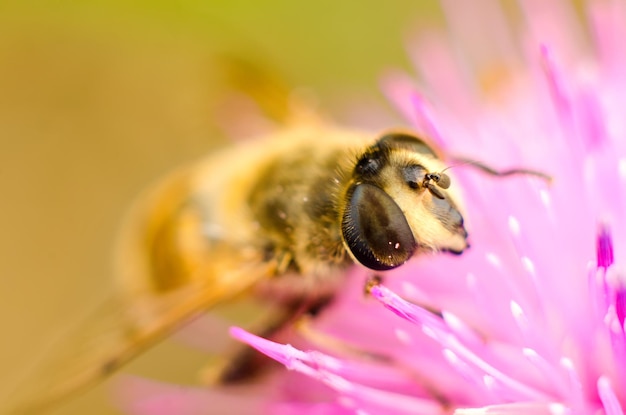 Hoverfly on a flower