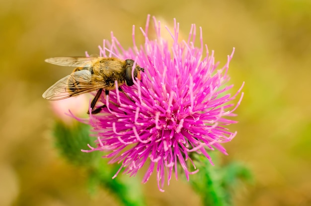 Hoverfly on a flower