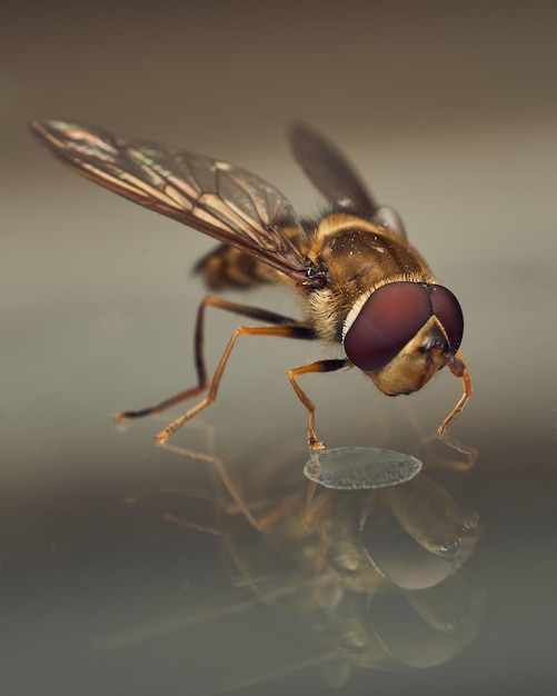 Hoverfly perched on glass with various reflections