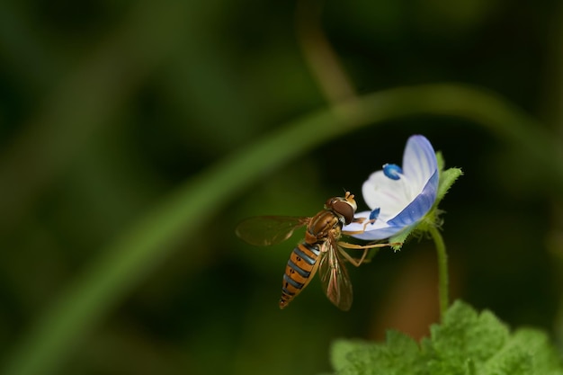 Photo a hoverfly perched on a violet flower