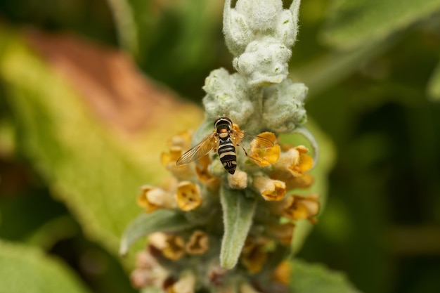 Photo a hoverfly perched on a violet flower