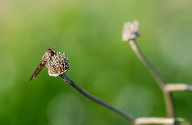 ぼやけた壁の乾いた花の上で休んでいるハナアブ