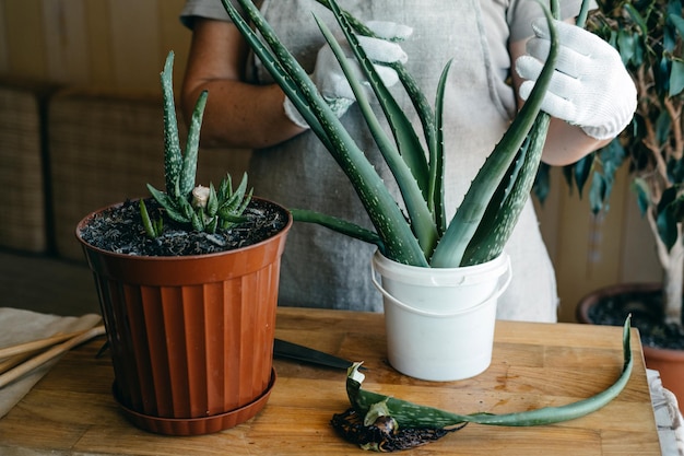 Come piantare e coltivare la pianta d'appartamento succulenta di aloe vera a casa cura delle piante di aloe vera mano femminile in