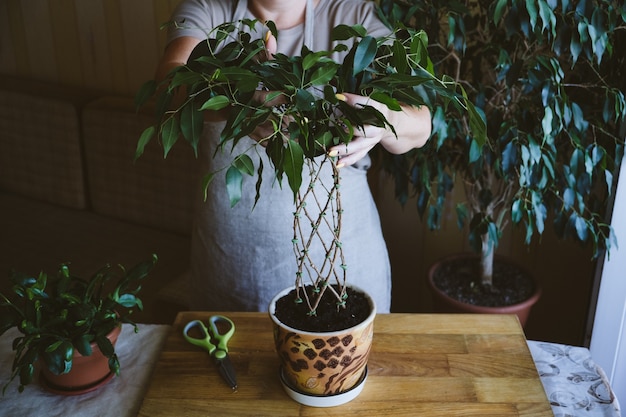 수양 무화과 식물 줄기 방법 및 집에서 ficus benjamina 직조 패턴을 짜는 방법