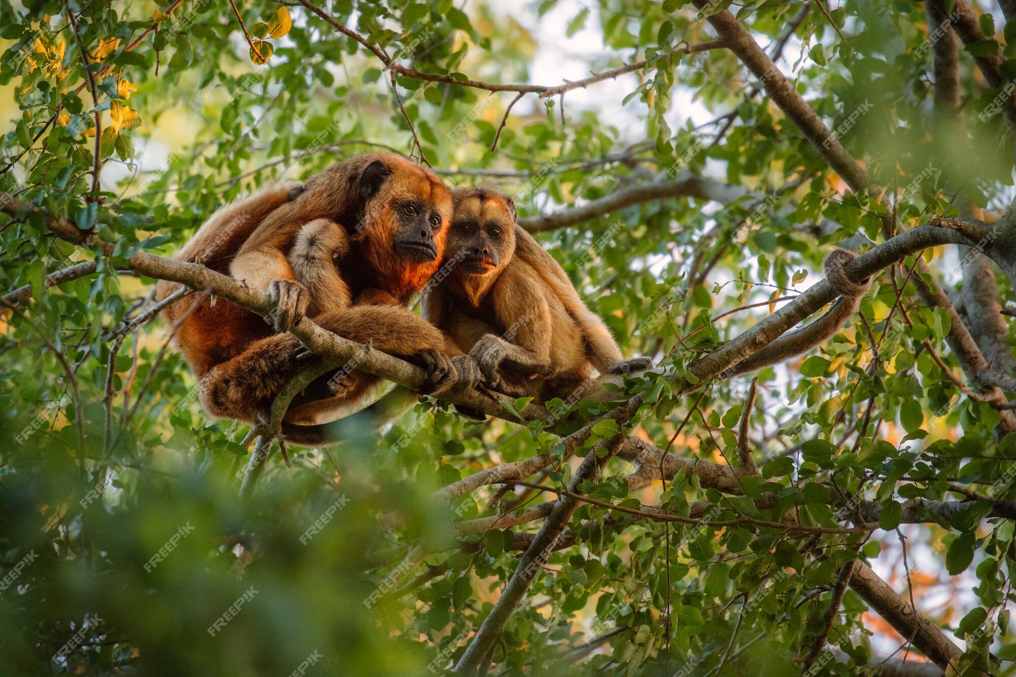 Wild monkey on top of a tree, holding on branches. Primate Macaco