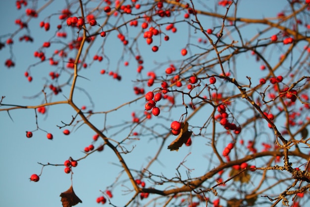 Photo howthorn ripe red berries on the tree branches outdoors