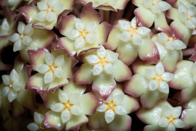 Hoya bloem macro