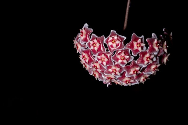 Hoya-bloemen, donkerrood