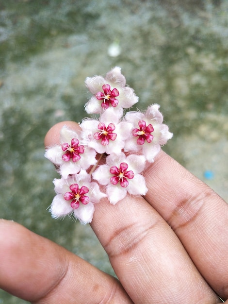 Photo hoya flower (caudata) on the hand.