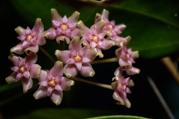 Hoya flower macro