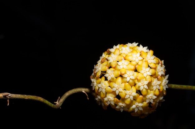 Hoya flower  macro