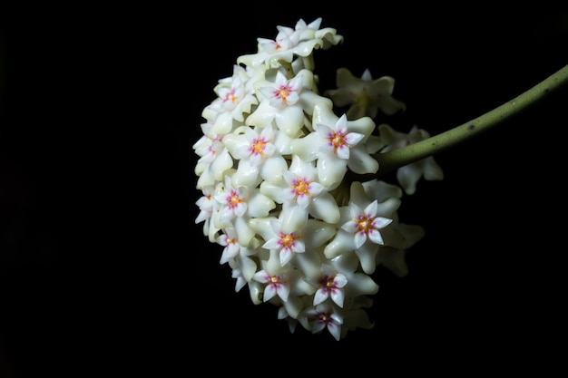 Hoya flower macro