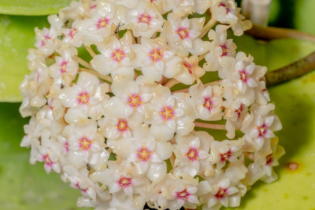 Hoya flowers in nature