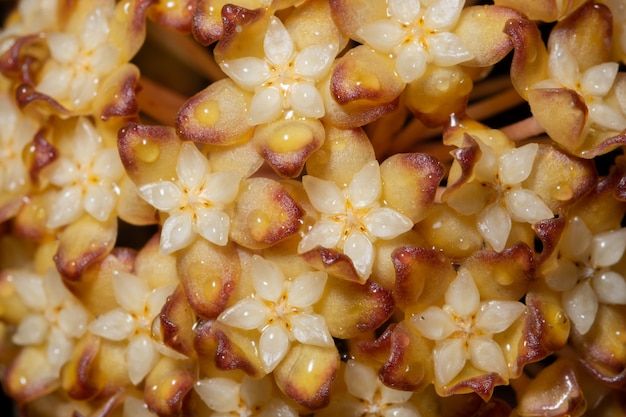 Hoya geeloranje bloem